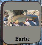 Barbe