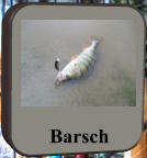 Barsch