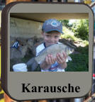 Karausche