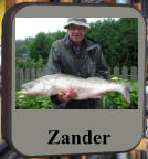 Zander